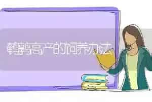 鹌鹑高产的饲养办法