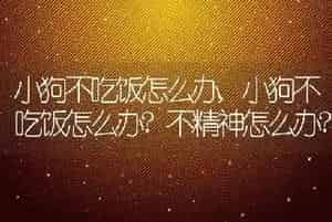 小狗不吃饭怎么办