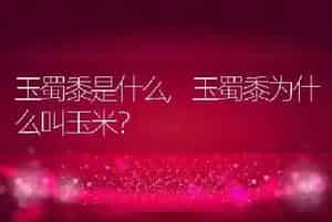 猫可以喝牛奶吗