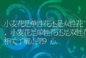 小麦花是单性花还是双性花