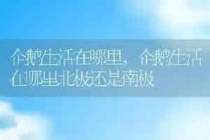 企鹅生活在哪里