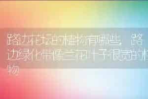 路边花坛的植物有哪些