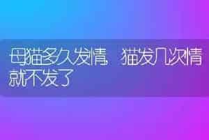 母猫多久发情