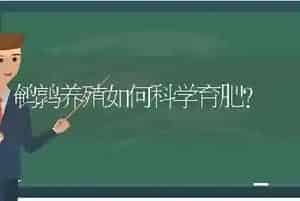 鹌鹑养殖如何科学育肥?