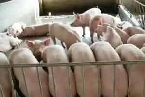 育肥猪如何快速增肥?育肥时需要注意哪些要点?