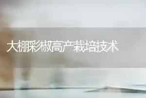 大棚彩椒高产栽培技术