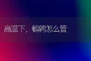 高温下,鹌鹑怎么管