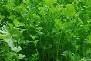 高产香菜需要掌握的种植技巧有哪些？