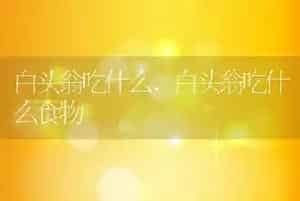 白头翁吃什么