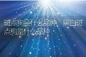 斑点狗是什么品种