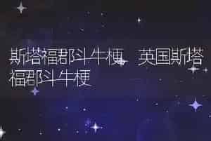 斯塔福郡斗牛梗