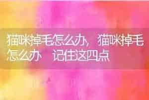 猫咪掉毛怎么办
