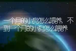 一个月的小狗怎么喂养