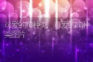 可爱的狗种类