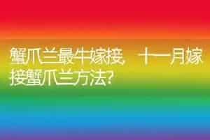 蟹爪兰最牛嫁接