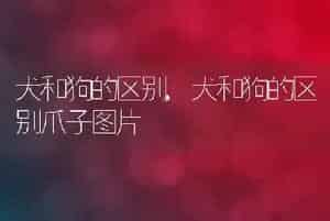 犬和狗的区别