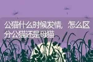 公猫什么时候发情