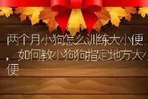 两个月小狗怎么训练大小便