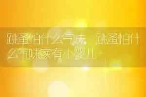 跳蚤怕什么气味