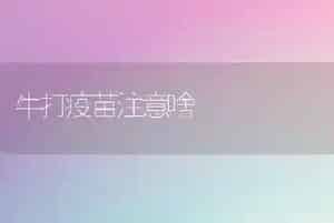牛打疫苗注意啥
