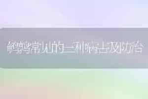 鹌鹑常见的三种病害及防治