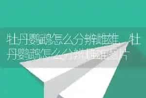 牡丹鹦鹉怎么分辨雌雄