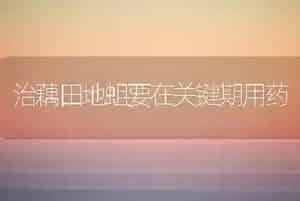治藕田地蛆要在关键期用药