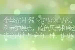 金丝雀月季好养吗养殖方法和养护要点