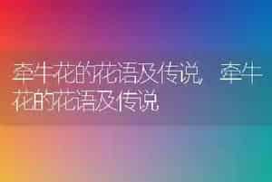 牵牛花的花语及传说