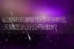 公鹅和母鹅的区别在哪里