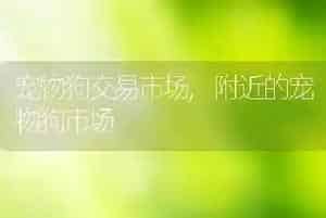 宠物狗交易市场