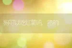狗可以吃红薯吗