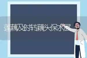 莲藕及时转藕头保水层
