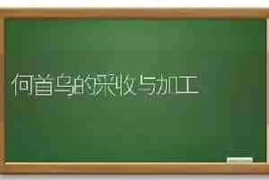 何首乌的采收与加工