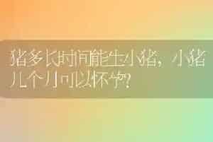 怎么让狗狗在指定的地方大小便