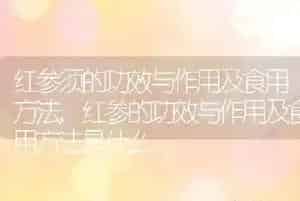 红参须的功效与作用及食用方法