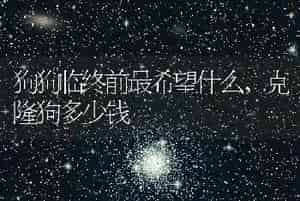 狗狗临终前最希望什么