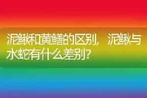 泥鳅和黄鳝的区别