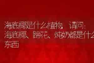 海底椰是什么植物