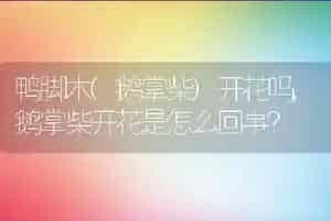 鸭脚木(鹅掌柴)开花吗