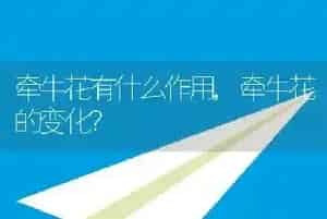 牵牛花有什么作用