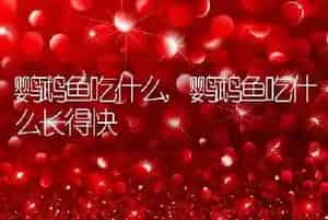 鹦鹉鱼吃什么