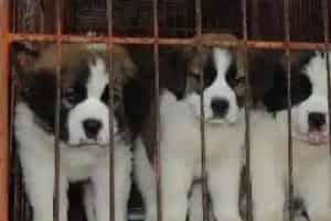 养殖肉狗的方法