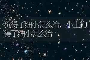 狗得了细小怎么治