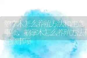 鹅掌木怎么养殖方法和注意事项