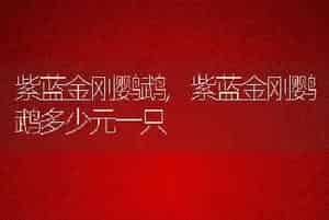 紫蓝金刚鹦鹉