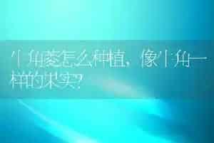 牛角菱怎么种植