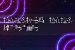 狗能吃螃蟹吗