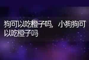 狗可以吃橙子吗
