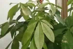 五片叶子的植物
